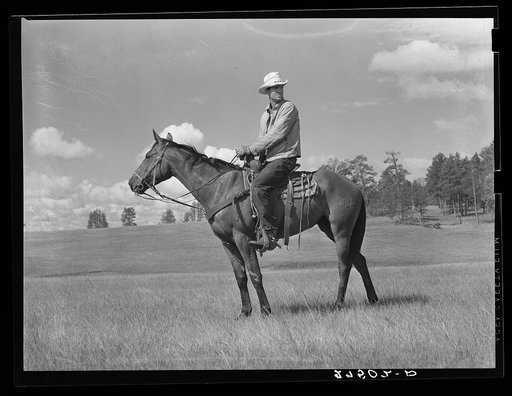Cowhand at Three Circle roundup. Custer Forest, Montana