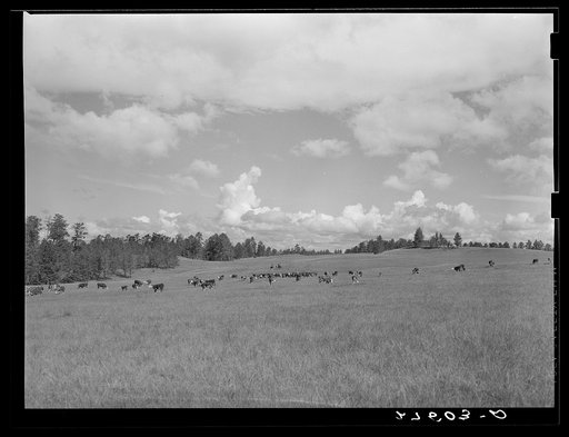 Untitled photo, possibly related to: Driving cattle. Three Circle roundup. Custer National Forest, Montana