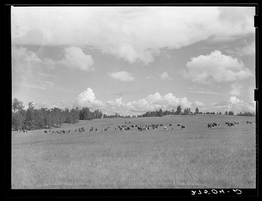 Driving cattle. Three Circle roundup. Custer National Forest, Montana