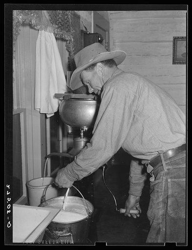 Cowhand operating cream separator. Quarter Circle 'U' Ranch, Montana
