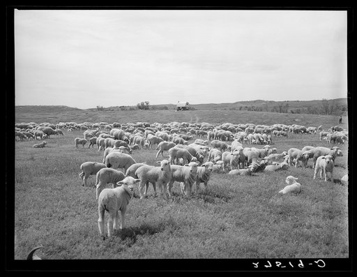 Sheep. Rosebud County, Montana