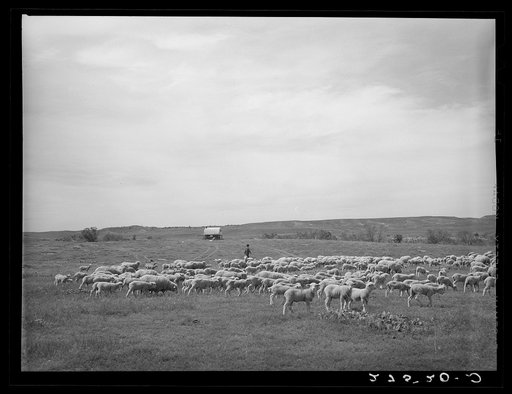 Untitled photo, possibly related to: Sheepherder with flock. Rosebud County, Montana