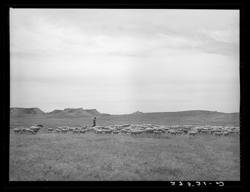 Sheepherder with flock. Rosebud County, Montana