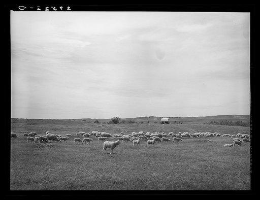 Untitled photo, possibly related to: Sheep. Rosebud County, Montana