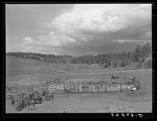Untitled photo, possibly related to: Branding. Three Circle roundup. Custer National Forest, Montana