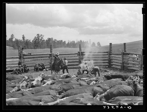 Untitled photo, possibly related to: Branding. Three Circle roundup. Custer National Forest, Montana