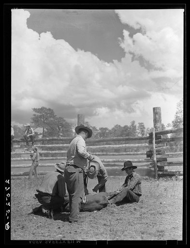 Branding. Three Circle roundup. Custer Forest, Montana