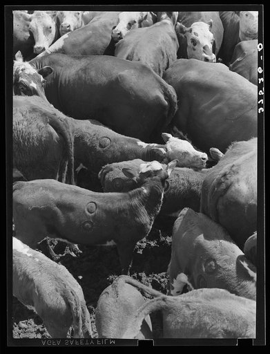 Freshly branded calves. Three Circle roundup. Custer Forest, Montana
