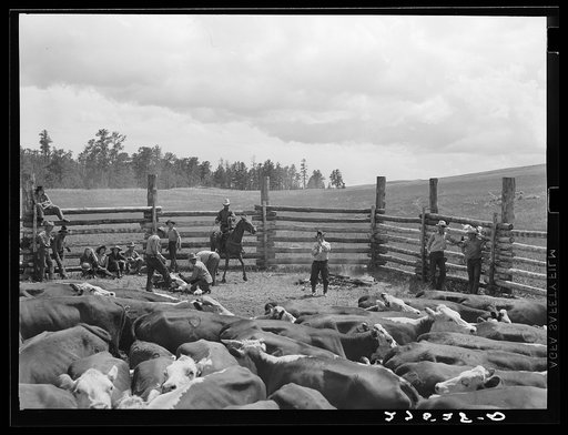 Branding. Three Circle roundup. Custer National Forest, Montana