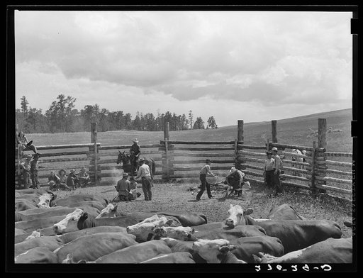 Branding. Three Circle roundup. Custer National Forest, Montana