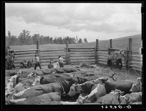 Untitled photo, possibly related to: Branding. Three Circle roundup. Custer National Forest, Montana