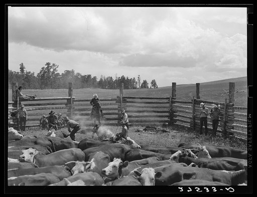 Untitled photo, possibly related to: Branding. Three Circle roundup. Custer National Forest, Montana