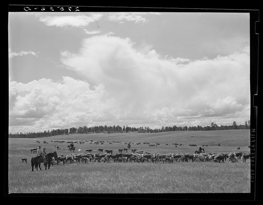 Untitled photo, possibly related to: Three Circle roundup. Custer National Forest, Montana