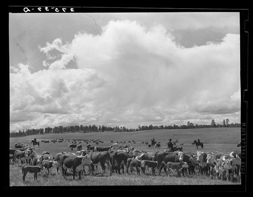 Three Circle roundup. Custer National Forest, Montana