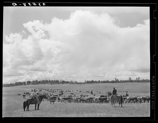 Untitled photo, possibly related to: Three Circle roundup. Custer National Forest, Montana
