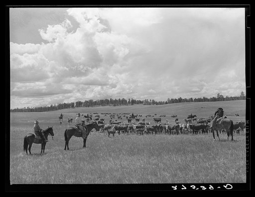 Three Circle roundup. Custer National Forest, Montana