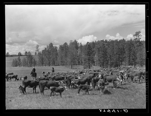 Three Circle roundup. Custer National Forest, Montana