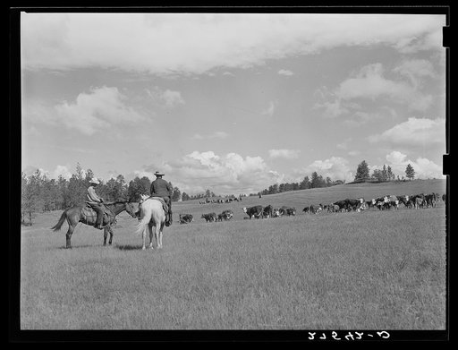 Untitled photo, possibly related to: Three Circle roundup. Custer National Forest, Montana
