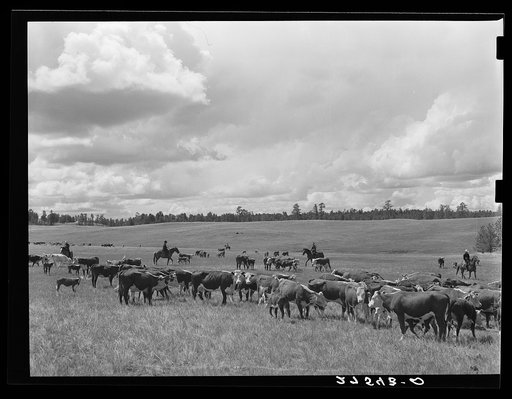 Untitled photo, possibly related to: Three Circle roundup. Custer National Forest, Montana