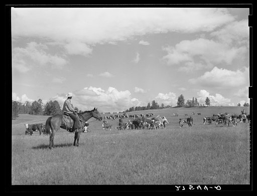Untitled photo, possibly related to: Three Circle roundup. Custer National Forest, Montana