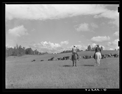 Three Circle roundup. Custer National Forest, Montana