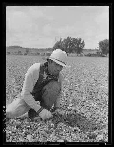 Chopping sugar beets. Treasure County, Montana