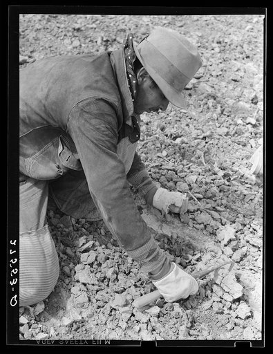 Chopping sugar beets. Treasure County, Montana