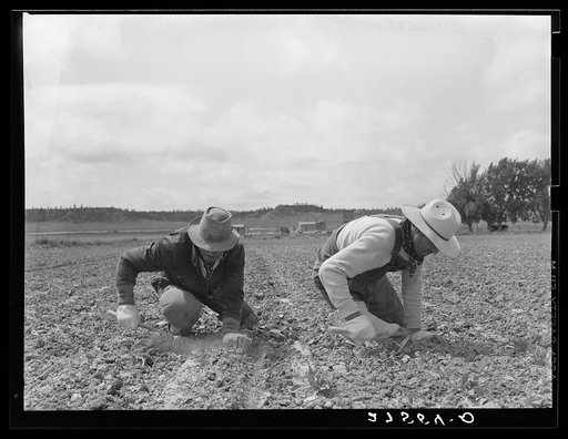 Chopping sugar beets. Treasure County, Montana