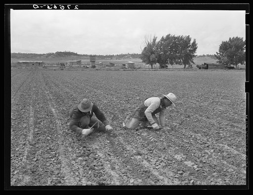 Untitled photo, possibly related to: Chopping sugar beets. Treasure County, Montana