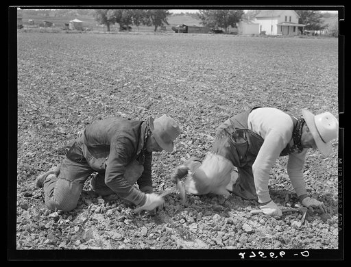 Untitled photo, possibly related to: Chopping sugar beets. Treasure County, Montana