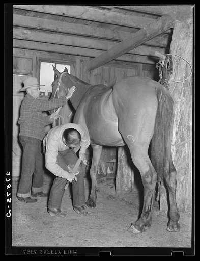 Shoeing a horse. Quarter Circle 'U' Ranch, Montana