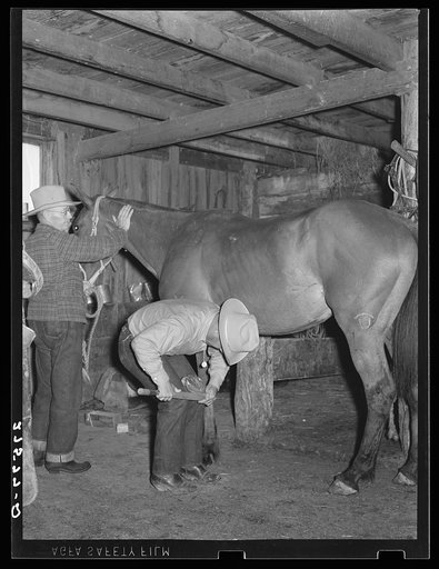 Untitled photo, possibly related to: Shoeing a horse. Quarter Circle 'U' Ranch, Montana
