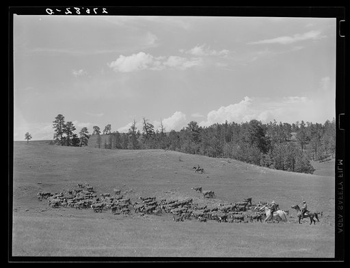 Three Circle roundup. Custer National Forest, Montana