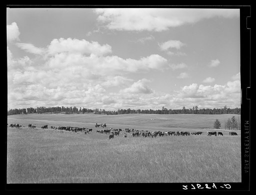 Untitled photo, possibly related to: Three Circle roundup. Custer National Forest, Montana
