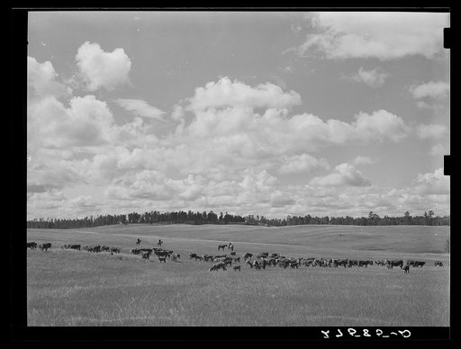 Three Circle roundup. Custer National Forest, Montana