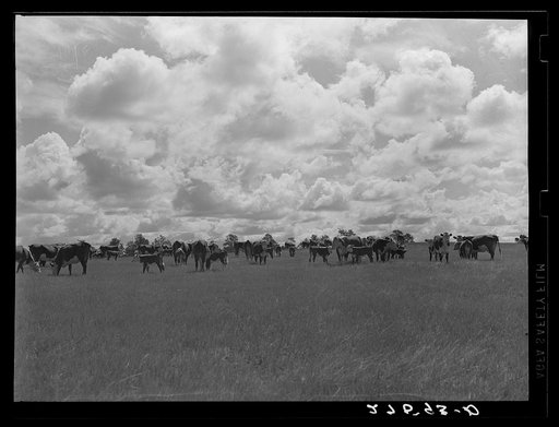 Cows and calves. Custer National Forest, Montana