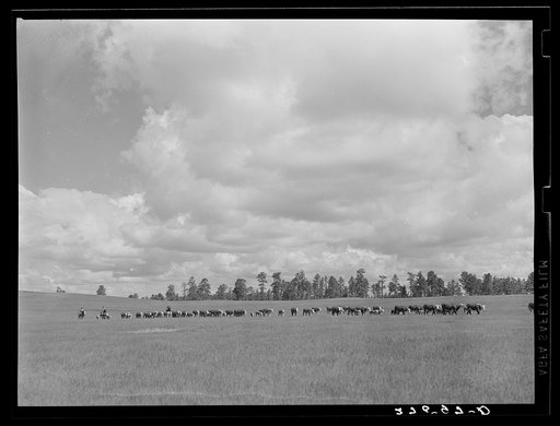 Driving cattle. Three Circle roundup. Custer National Forest, Montana