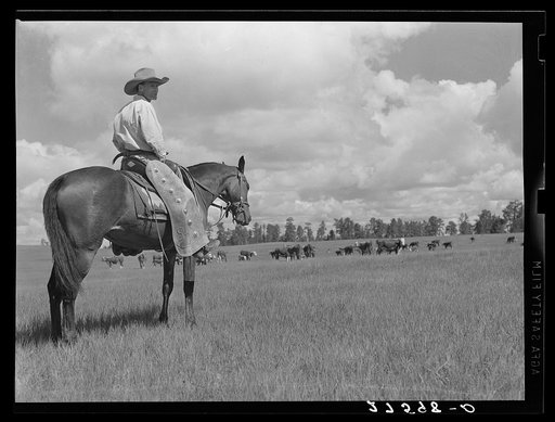 Cowhand. Three Circle roundup. Custer Forest, Montana