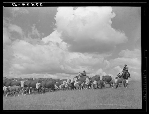 Driving cattle. Three Circle roundup. Custer Forest, Montana