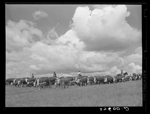 Driving cattle. Three Circle roundup. Custer National Forest, Montana