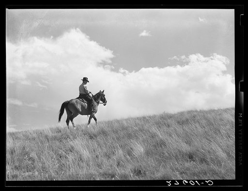 Rancher. Three Circle roundup. Custer Forest, Montana