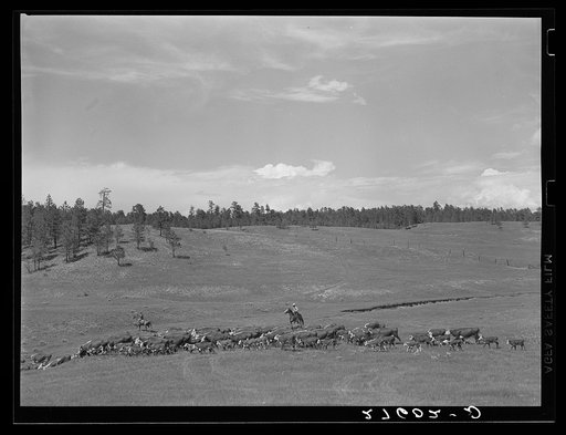 Untitled photo, possibly related to: Driving cattle. Three Circle roundup. Custer Forest, Montana