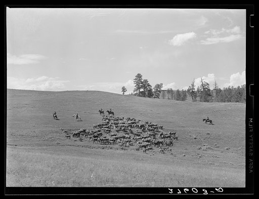 Driving cattle. Three Circle roundup. Custer Forest, Montana