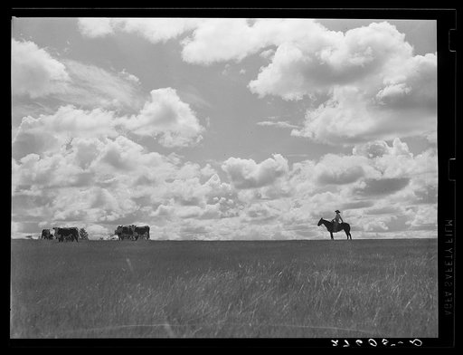 Cowhand with cattle. Three Circle roundup. Custer Forest, Montana