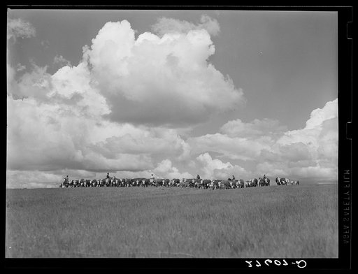 Untitled photo, possibly related to: Driving cattle. Three Circle roundup. Custer Forest, Montana