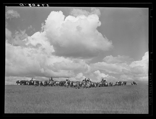 Driving cattle. Three Circle roundup. Custer Forest, Montana