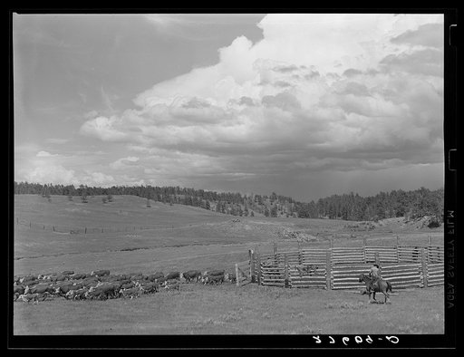 Untitled photo, possibly related to: Cows and calves leaving corral after branding. Three Circle roundup. Custer Forest, Montana