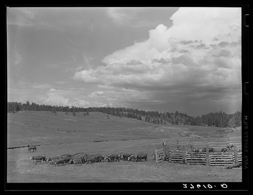 Cows and calves leaving corral after branding. Three Circle roundup. Custer Forest, Montana