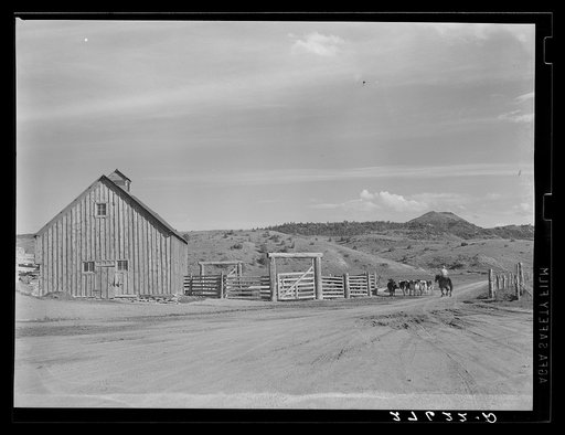 Bringing dairy cows in for milking. Quarter Circle 'U' Ranch, Montana