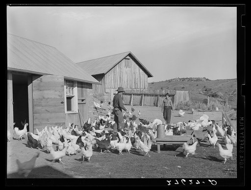 Feeding the chickens. Quarter Circle 'U' Ranch, Montana